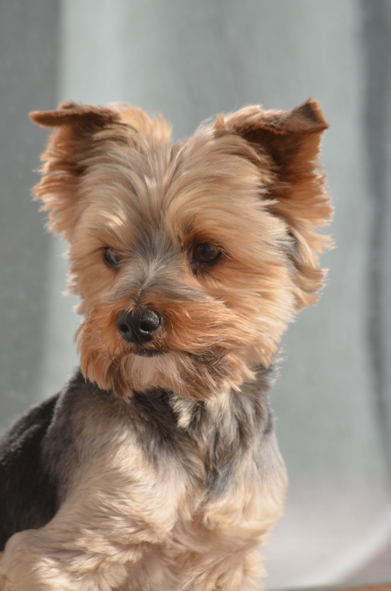 Nikon D7000 sample photo. Dog, york, proud photography