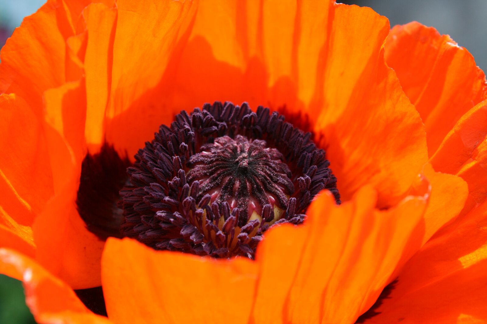 Canon EOS 400D (EOS Digital Rebel XTi / EOS Kiss Digital X) sample photo. Poppy, flower, orange photography