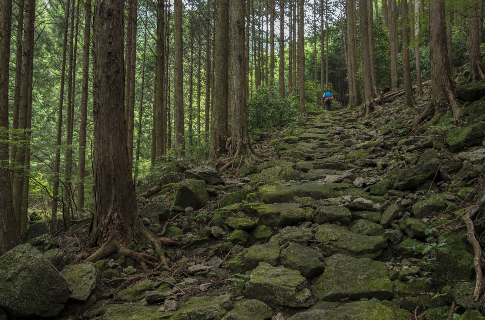 Nikon D800E sample photo. Landscape, japan, kumano ancient photography