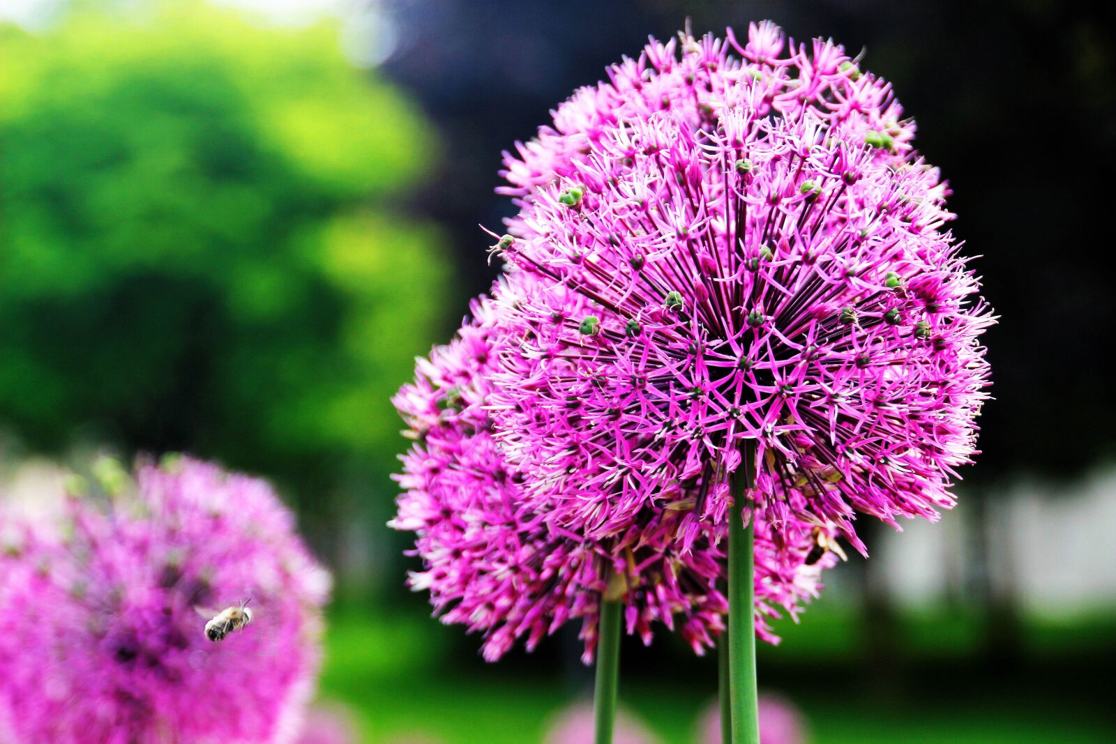 Canon EOS 600D (Rebel EOS T3i / EOS Kiss X5) sample photo. Flowers, bee, nature photography