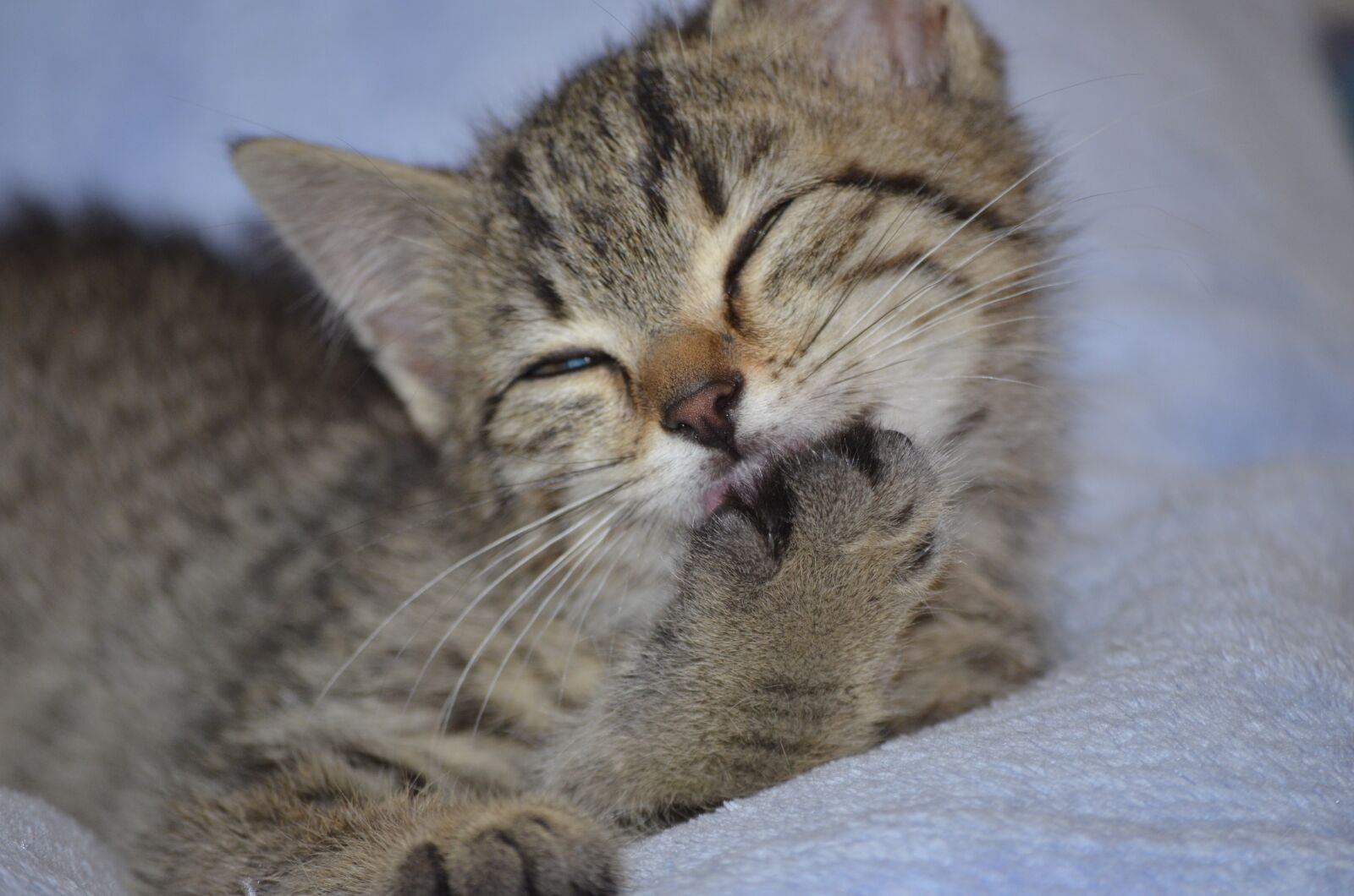 Nikon D5100 sample photo. Wash, clean, cat photography