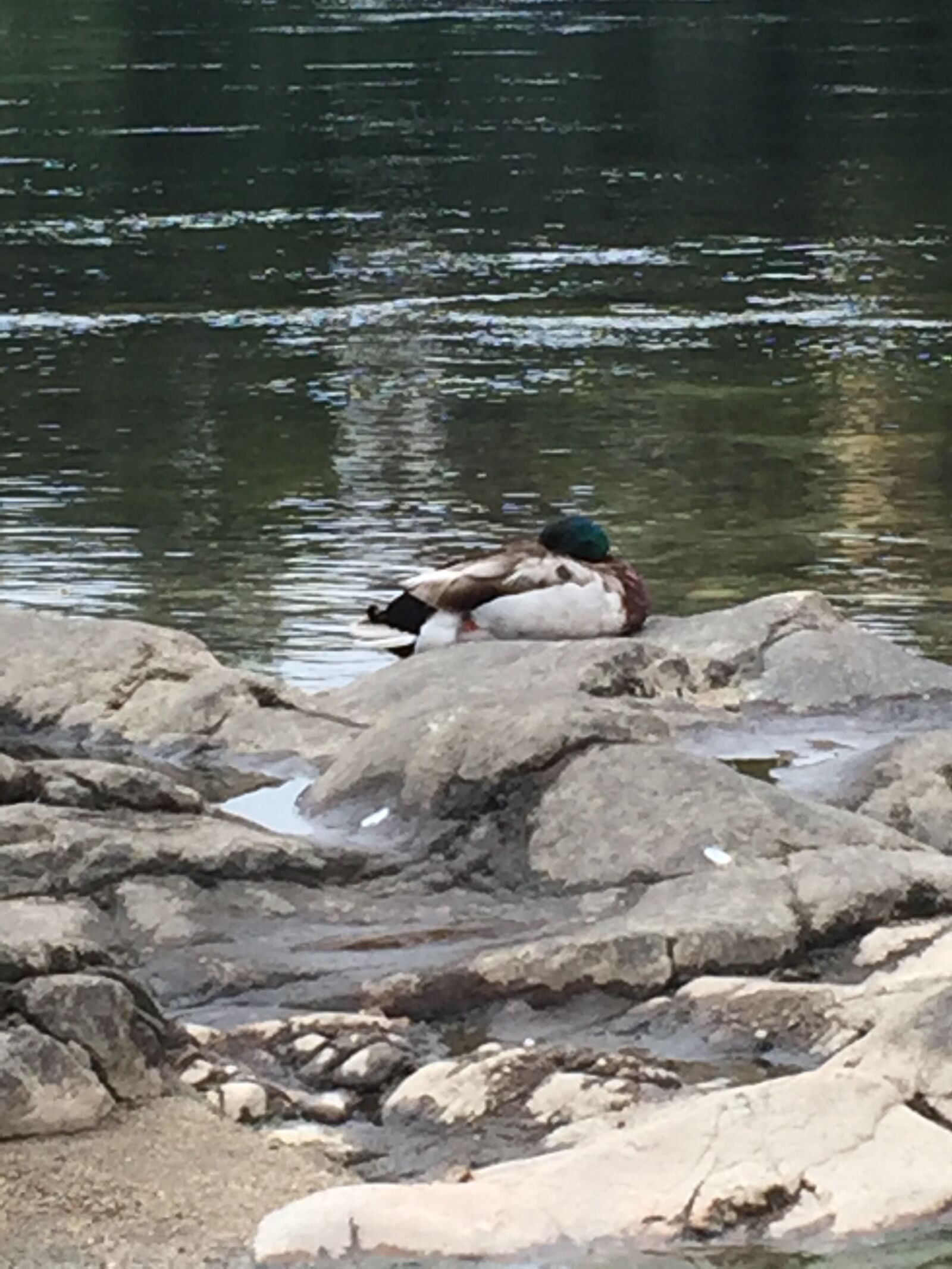 iPhone 6 back camera 4.15mm f/2.2 sample photo. Duck, river, water photography