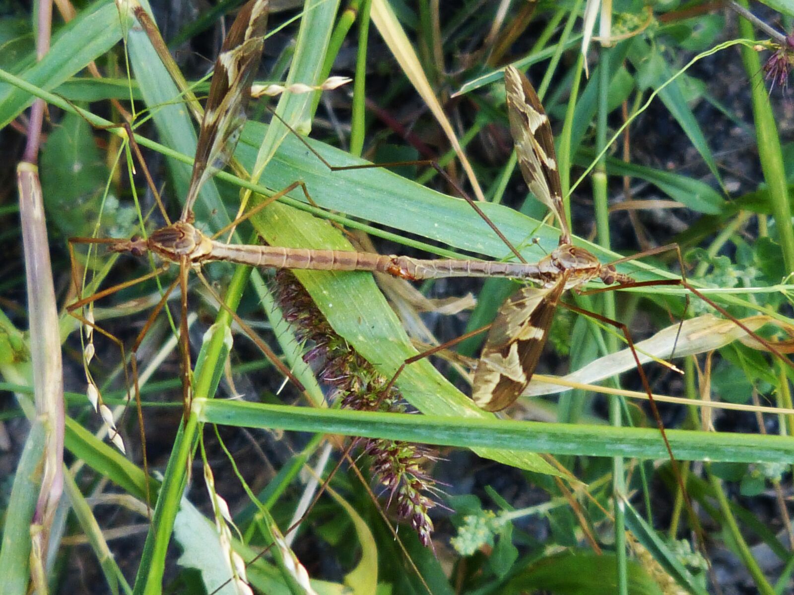 Panasonic DMC-FZ62 sample photo. Mosquitoes, procreation, insects photography