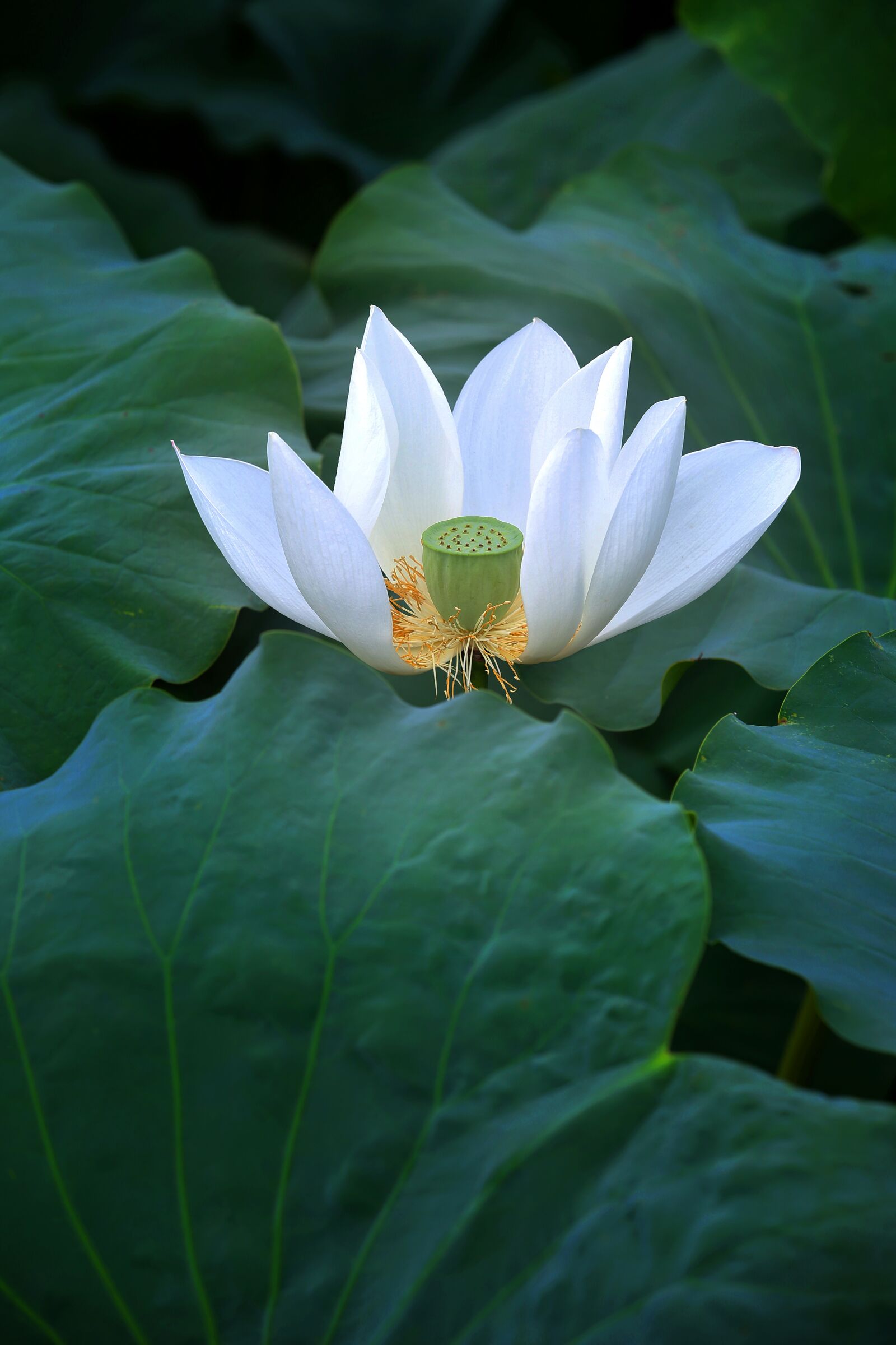 Canon EOS 5D Mark III sample photo. Lotus, water lilies, nature photography