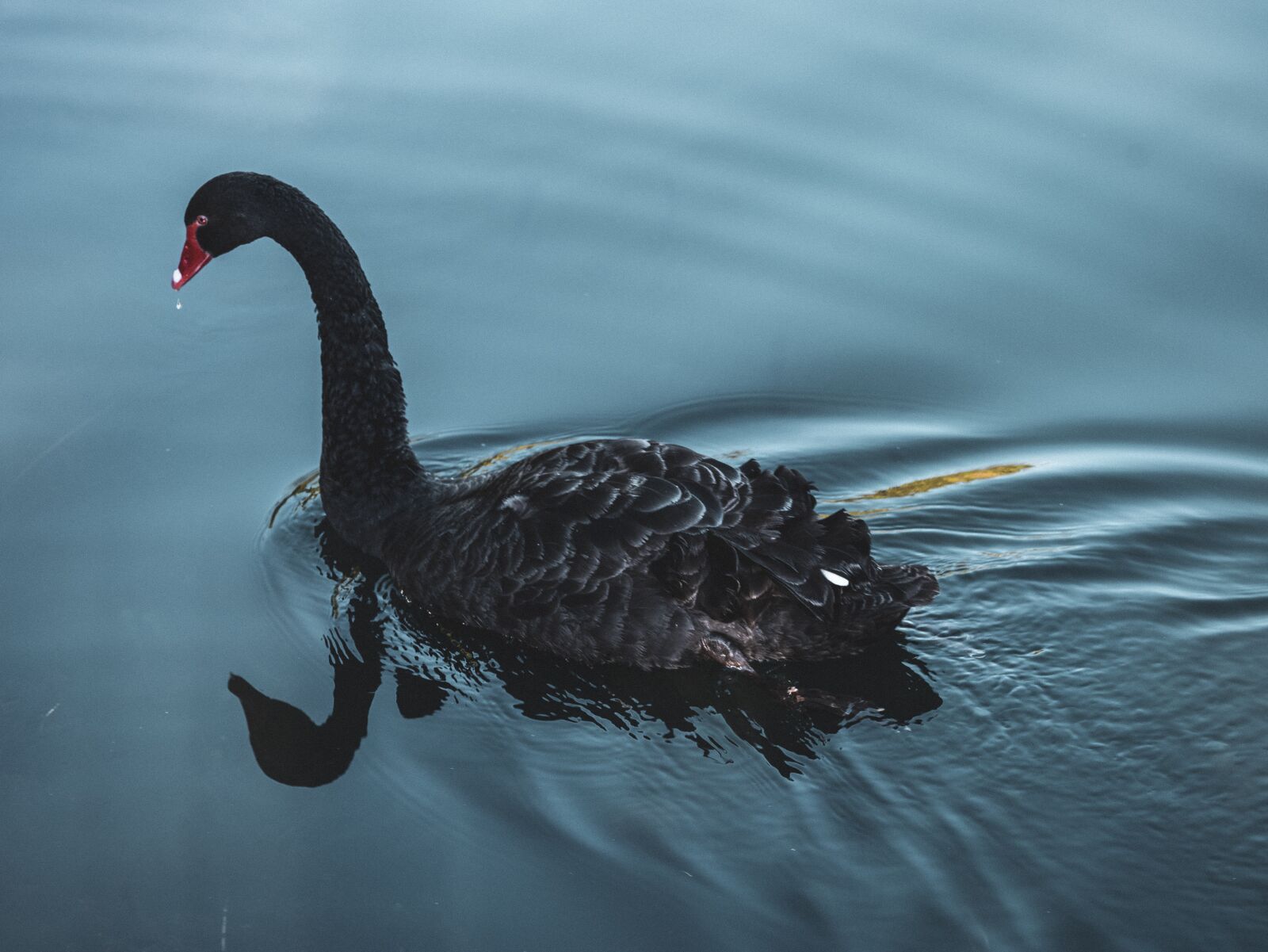 Panasonic Lumix DMC-GM1 sample photo. Black swan, swan, lake photography