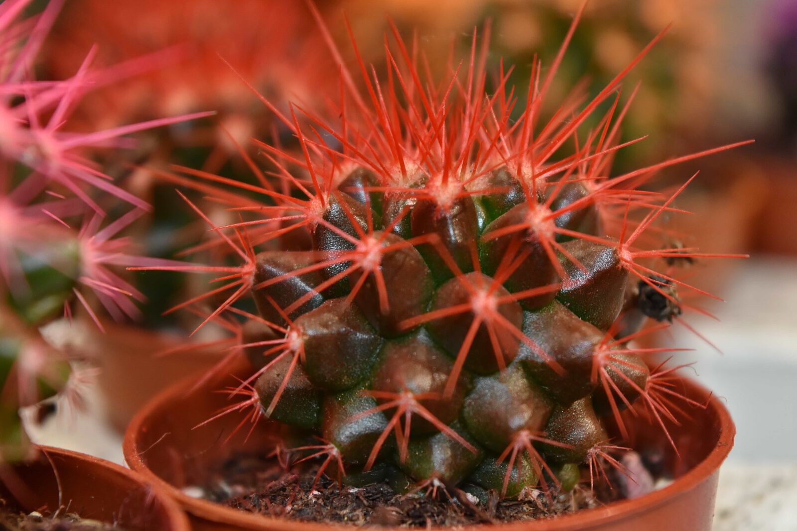 Nikon D5500 sample photo. Cactus, flowerpot, pinkish, red photography