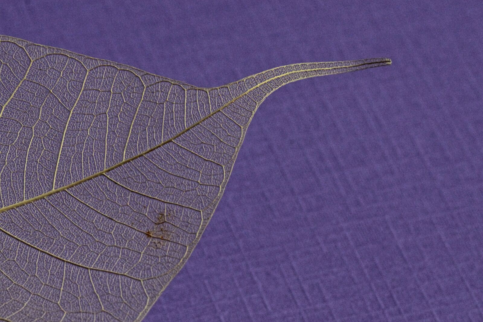 Canon EOS 50D sample photo. Leaf, macro, color photography