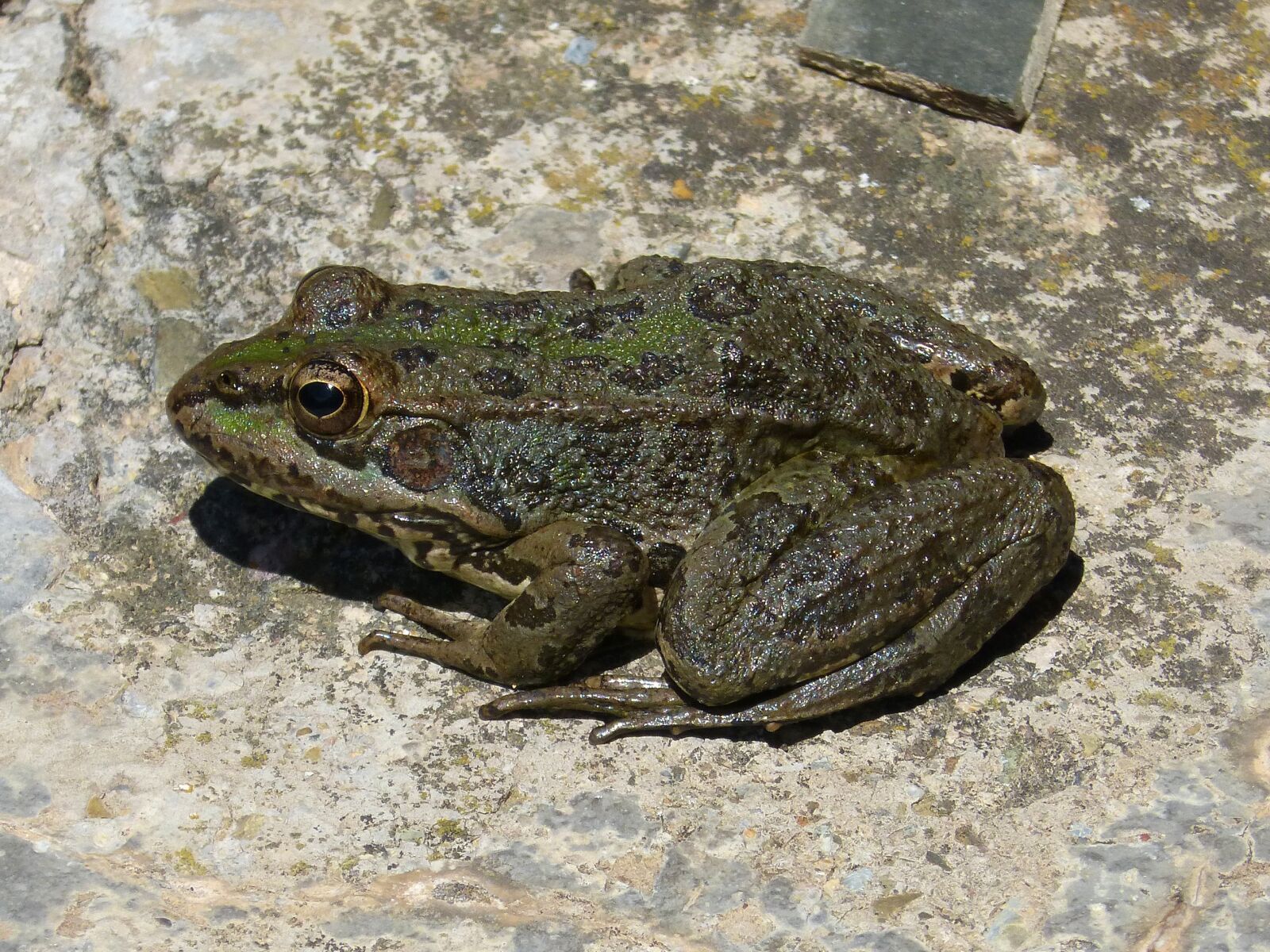 Panasonic DMC-FZ62 sample photo. Frog, batrachian, raft photography