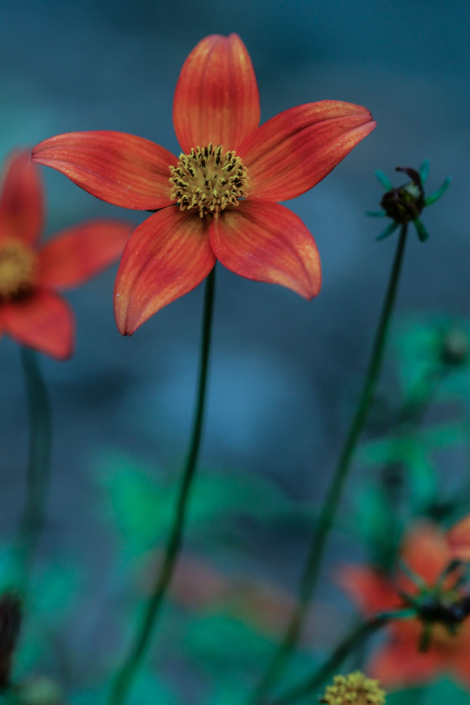 Canon EOS 7D Mark II sample photo. Flower, summer flower, orange photography