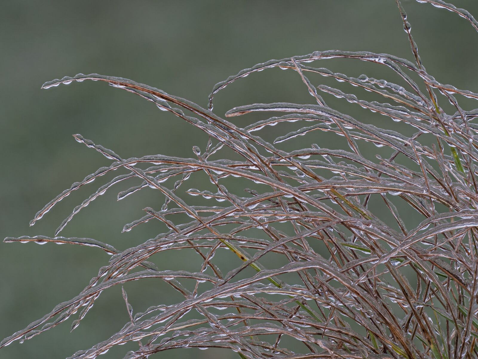 Panasonic Lumix DC-G9 sample photo. Ice, iced, freezing rain photography