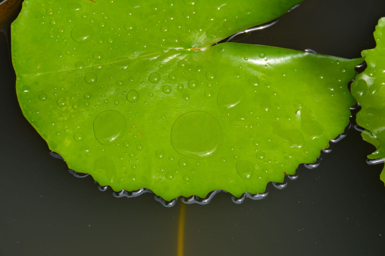 Nikon D5200 sample photo. Leaf, lily leaf, green photography