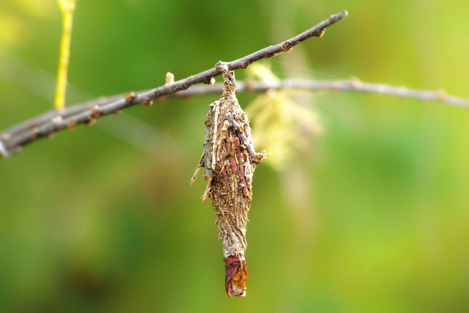 Sigma DP3 Merrill sample photo. Bagworm, larva, wood photography