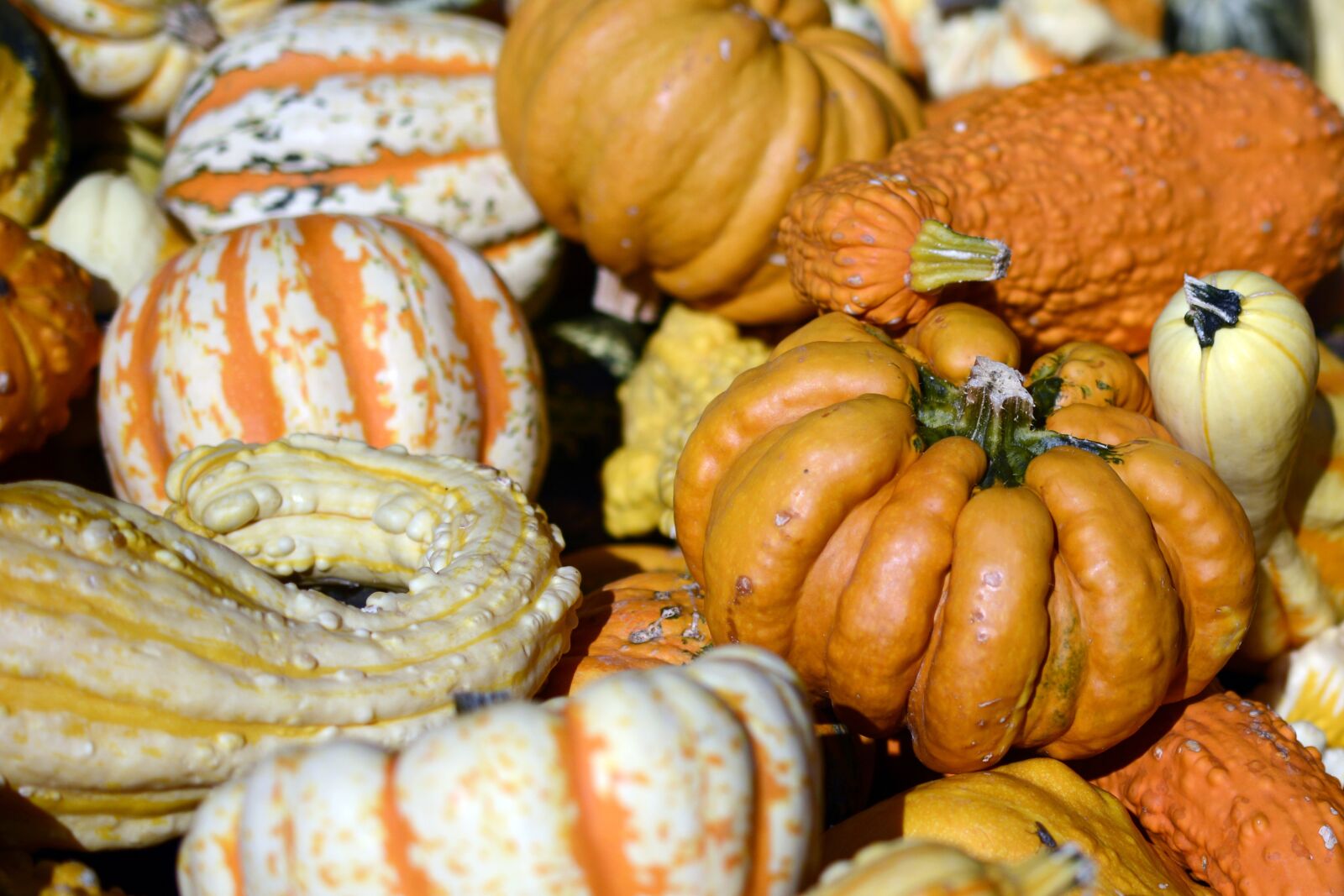 Nikon D7100 sample photo. Pumpkin, gourd, autumn photography