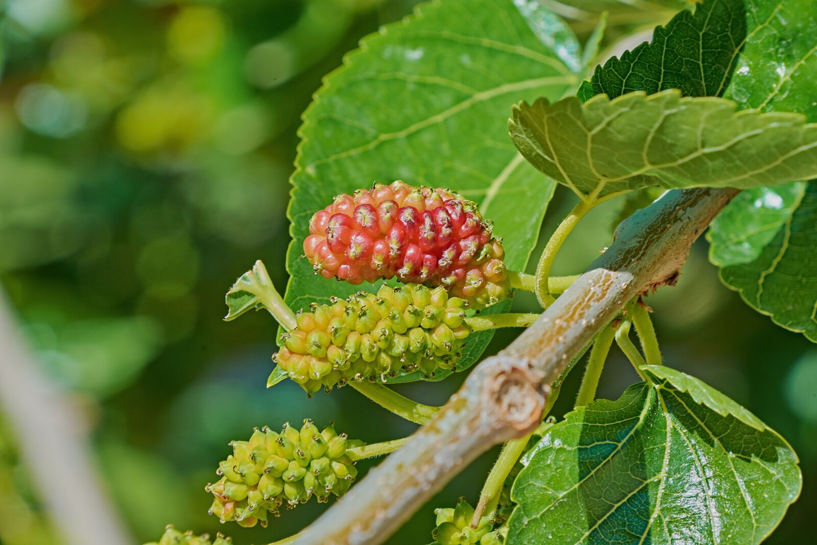 Nikon D7200 sample photo. Mora, mulberry, fruit photography