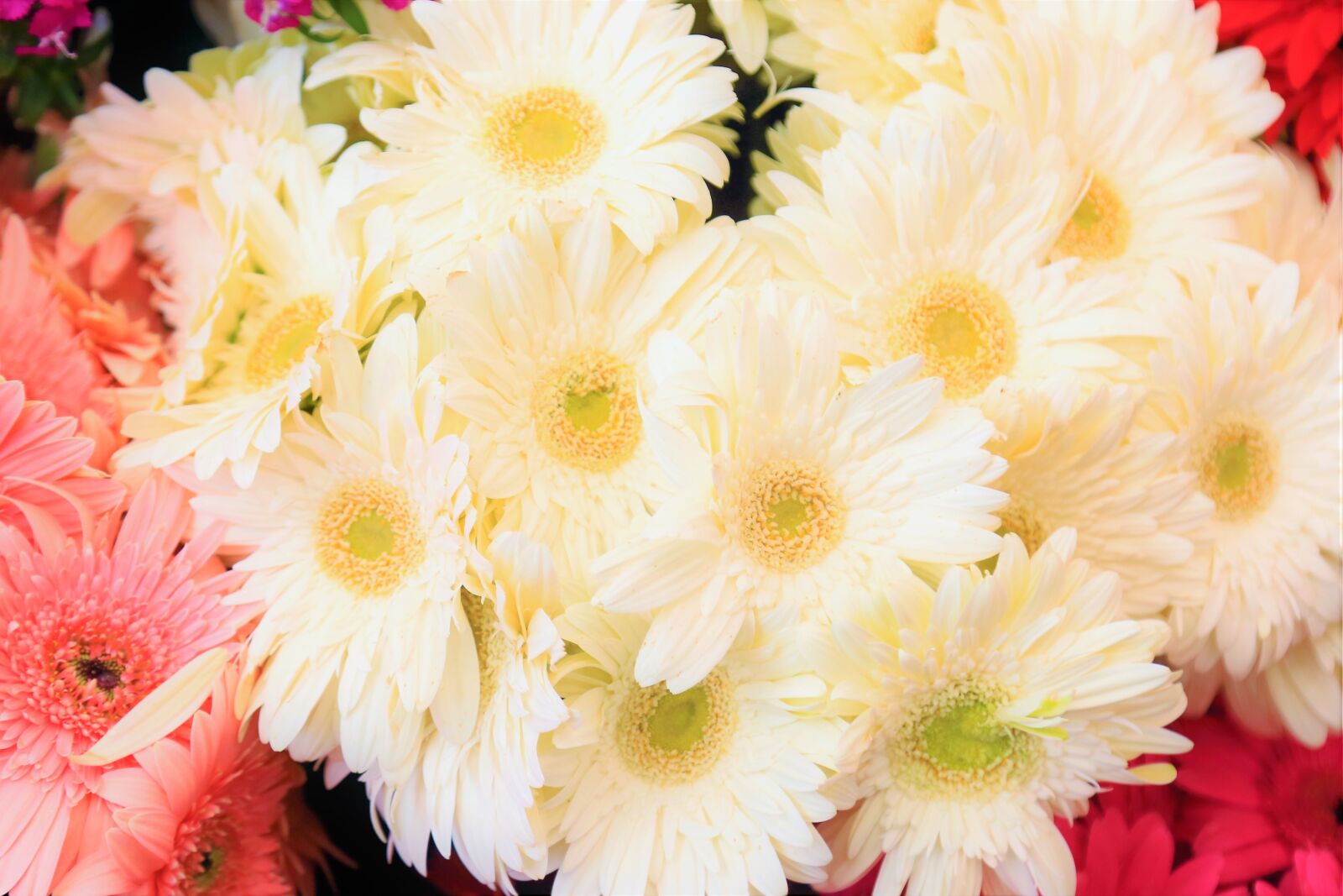 Canon EF 24-105mm F4L IS USM sample photo. Flowers, spring, white photography