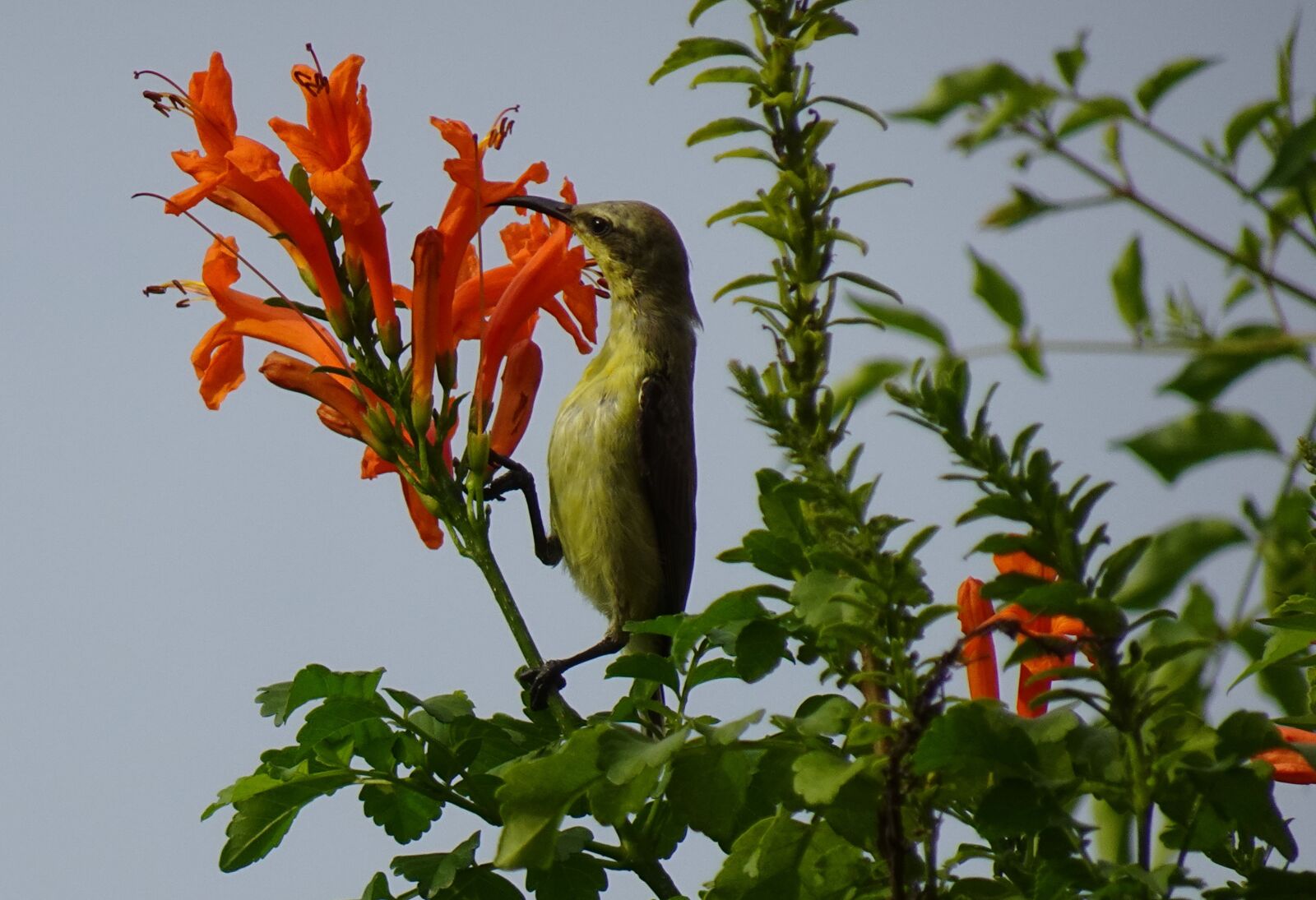 Sony DSC-WX800 sample photo. Bird, purple sunbird, cinnyris photography