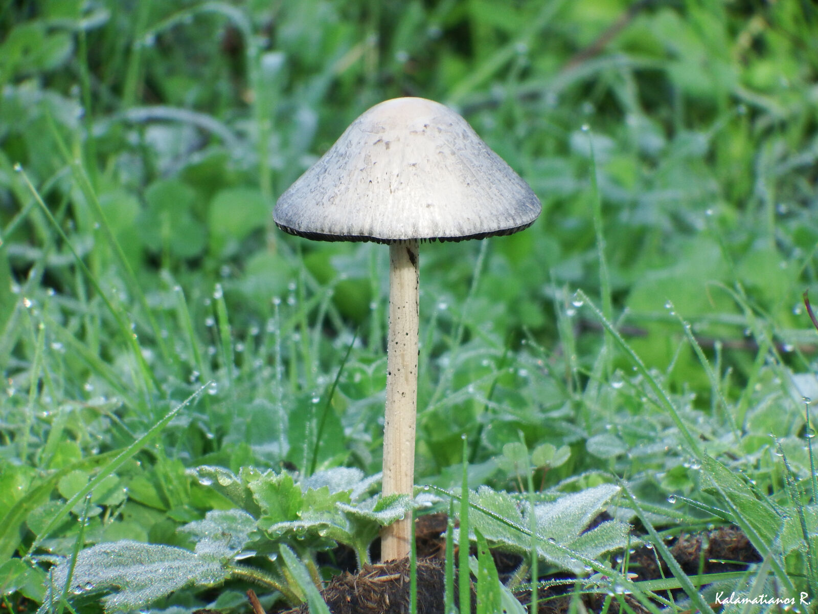 Fujifilm FinePix S1 sample photo. Drops, grass, macro, mushroom photography