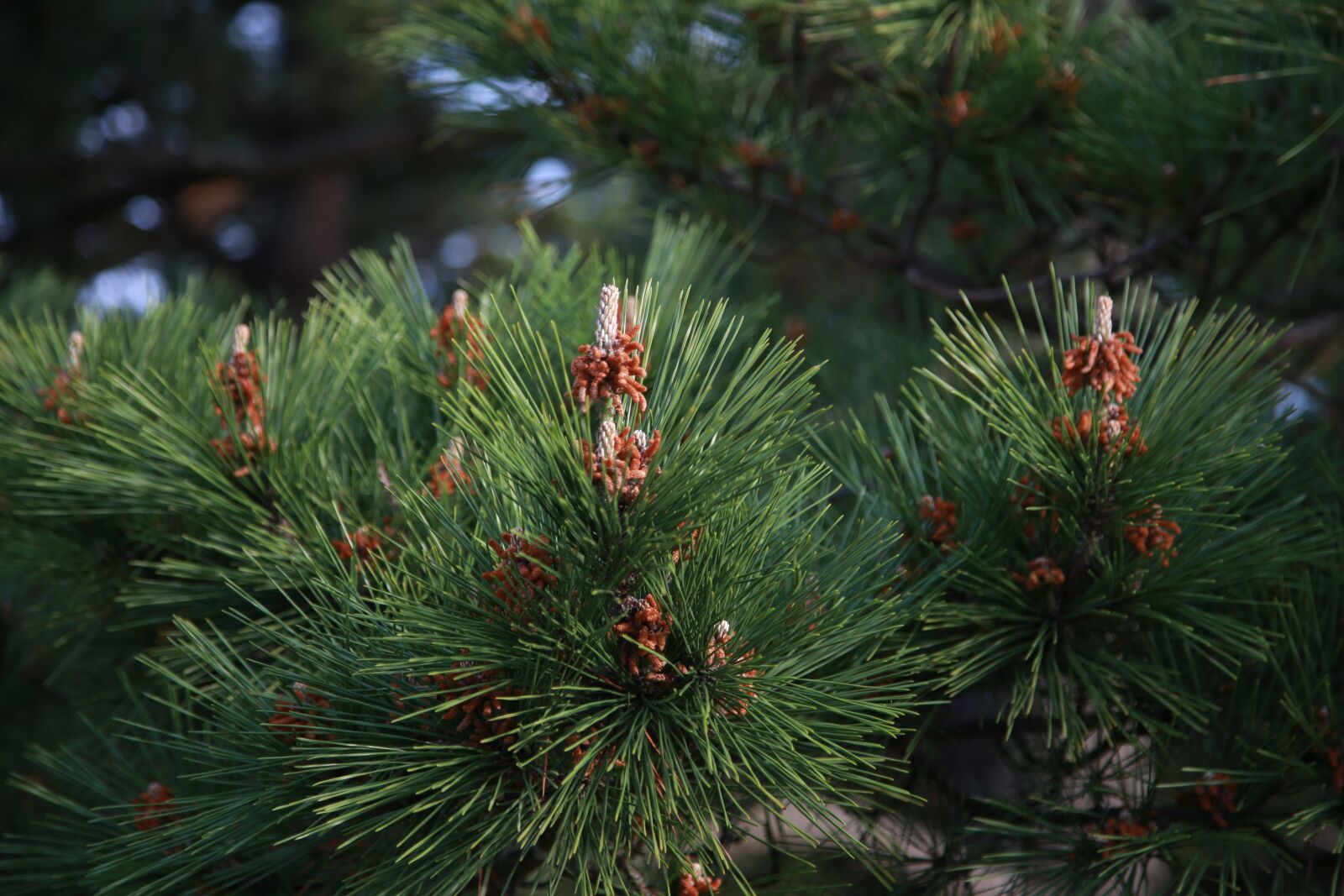 Canon EOS 6D + Canon EF 24-105mm F4L IS USM sample photo. Pine needles, wood, nature photography