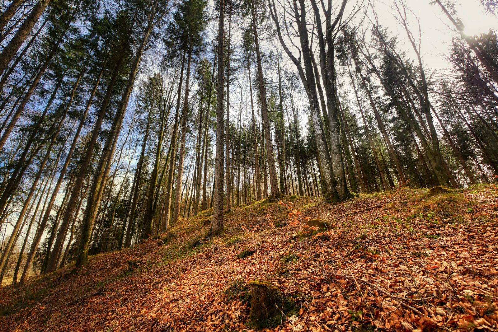 Panasonic Lumix DMC-GX8 sample photo. Forest, leaves, nature photography