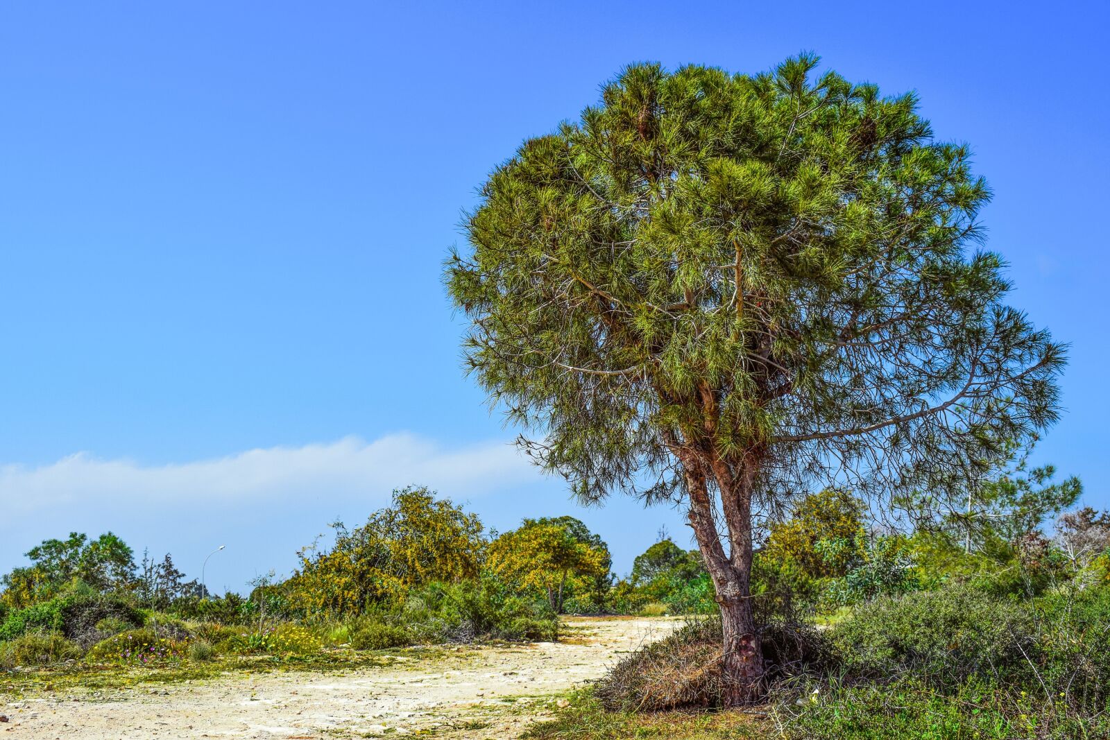 Nikon D3300 sample photo. Tree, coppice, nature photography