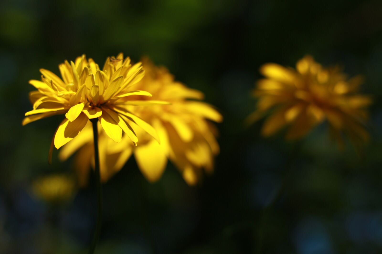 Canon EOS 450D (EOS Rebel XSi / EOS Kiss X2) sample photo. Yellow, flover, nature photography