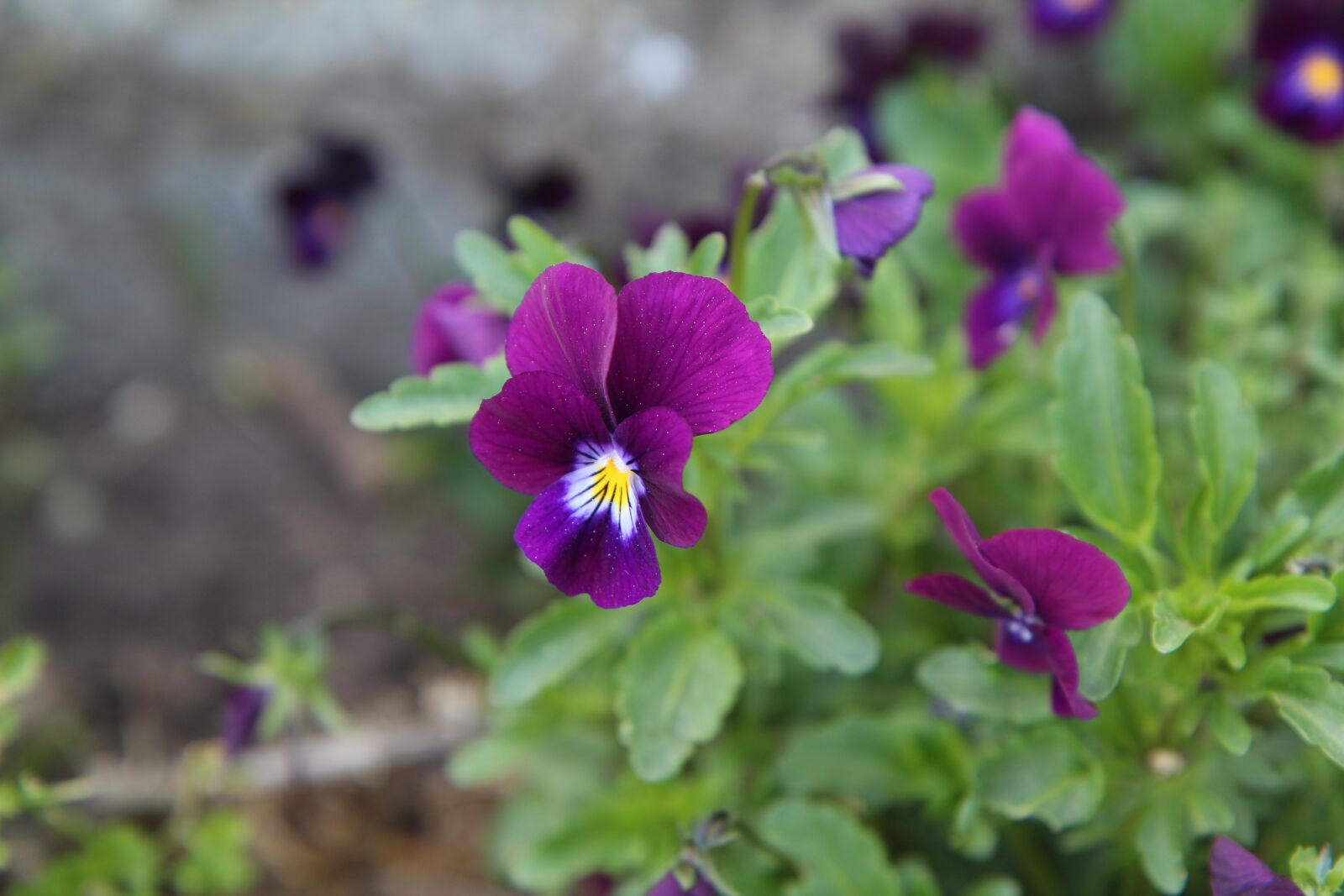Canon EOS 600D (Rebel EOS T3i / EOS Kiss X5) sample photo. Violet, purple flower, wild photography