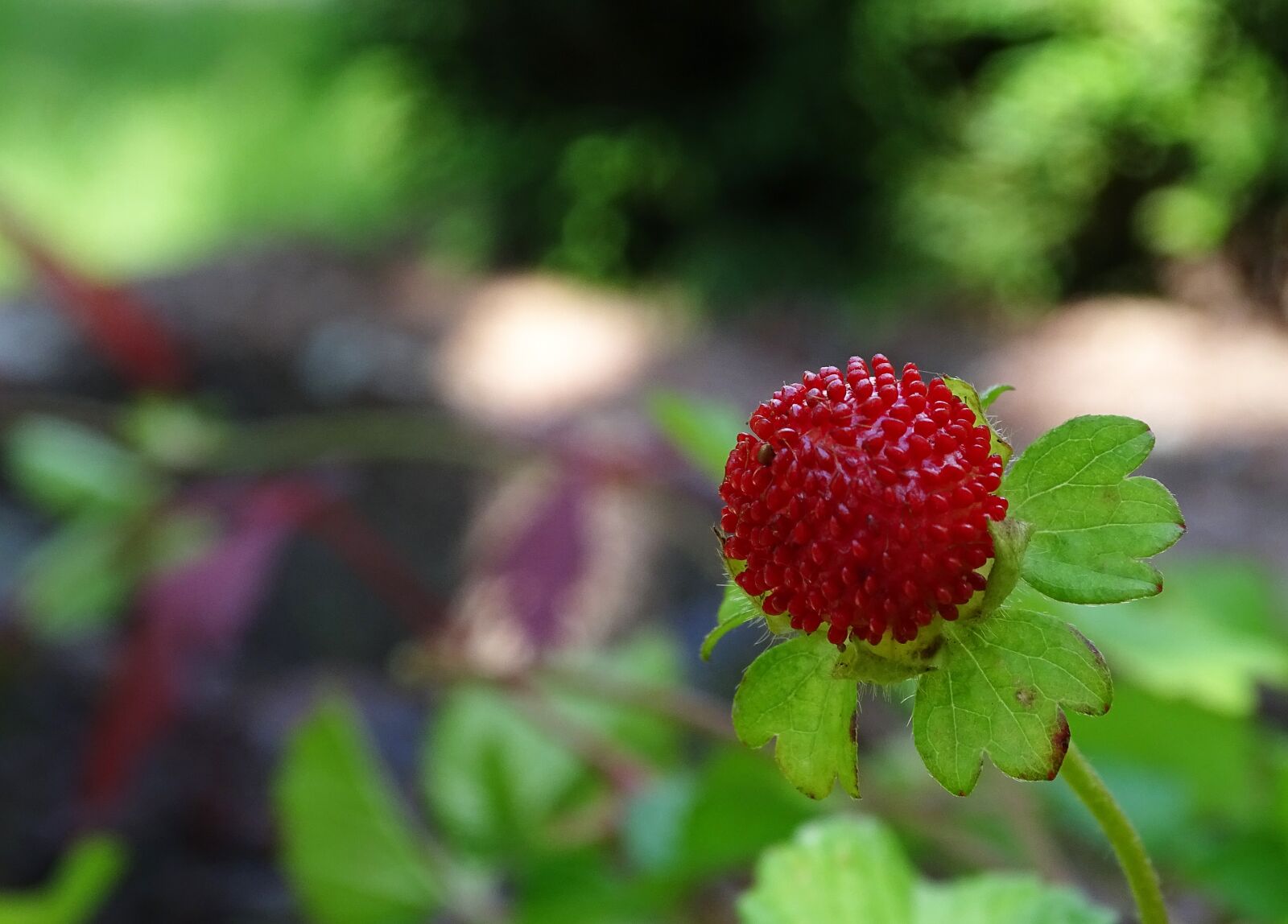 Sony Cyber-shot DSC-HX400V sample photo. Translucent strawberry, false strawberry photography