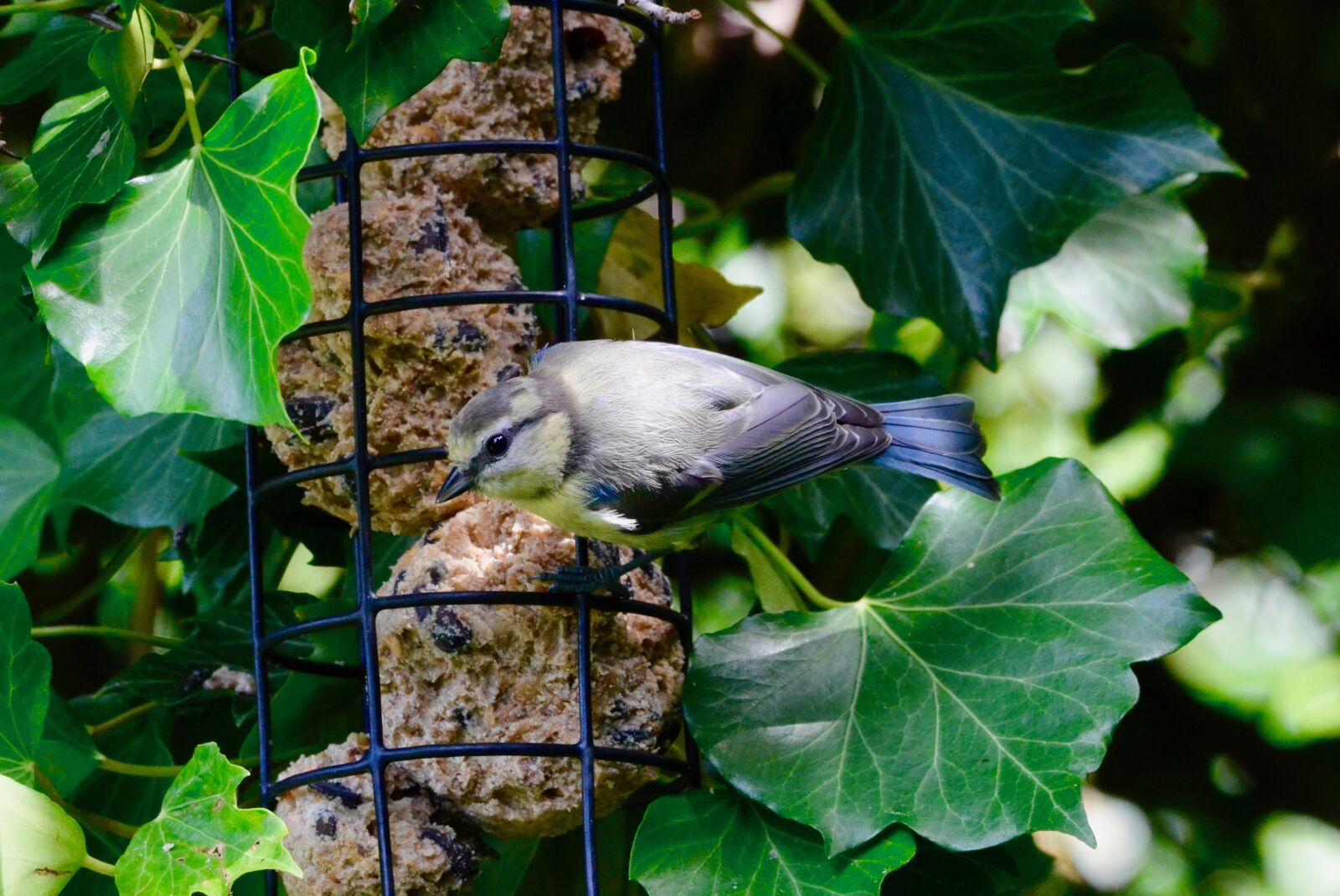 Nikon D5100 sample photo. Tit, feeding, animal world photography
