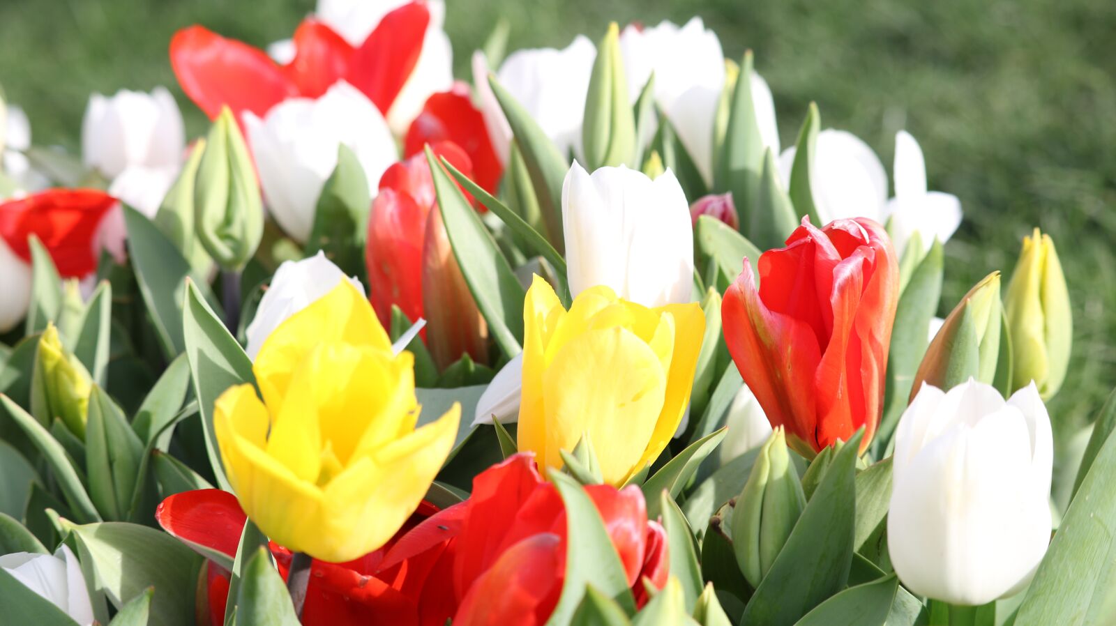 Canon EOS 750D (EOS Rebel T6i / EOS Kiss X8i) sample photo. Tulip, flower, nature photography