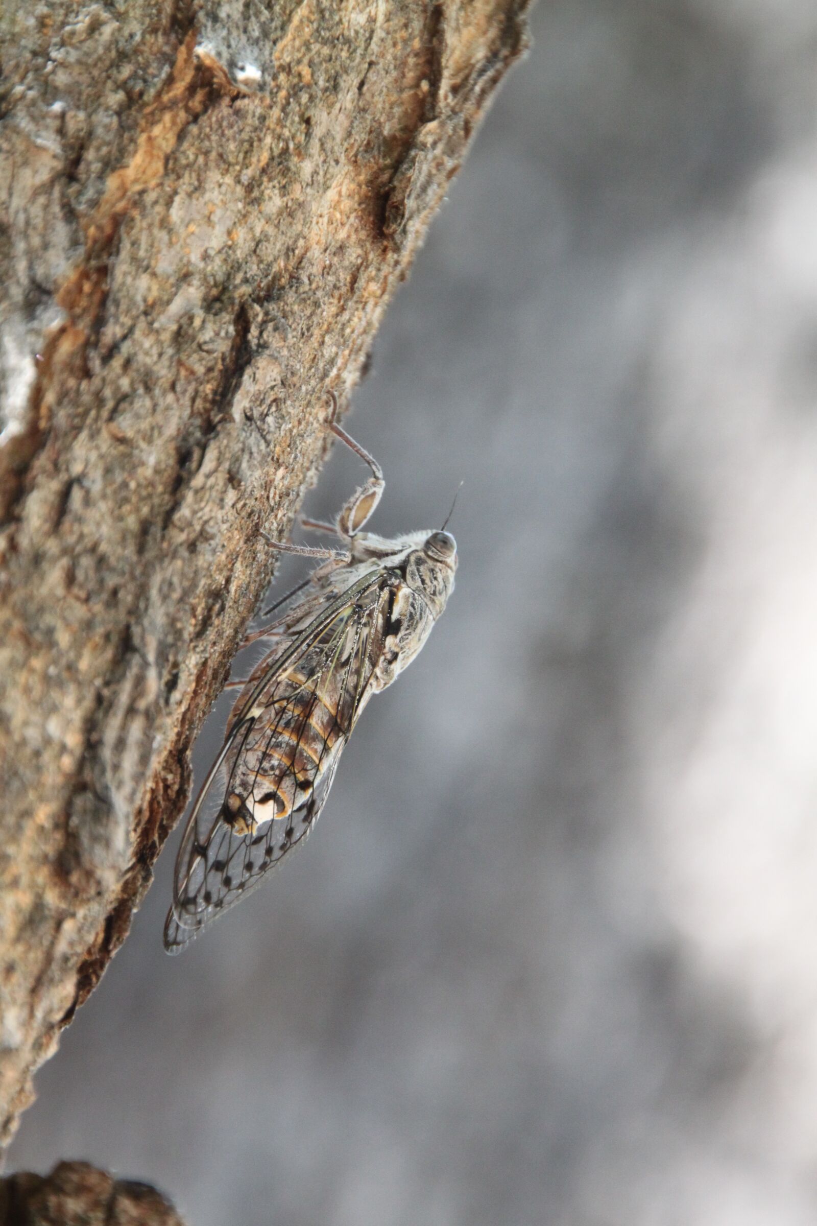 Canon EOS 500D (EOS Rebel T1i / EOS Kiss X3) sample photo. Tree, cicada, insect photography