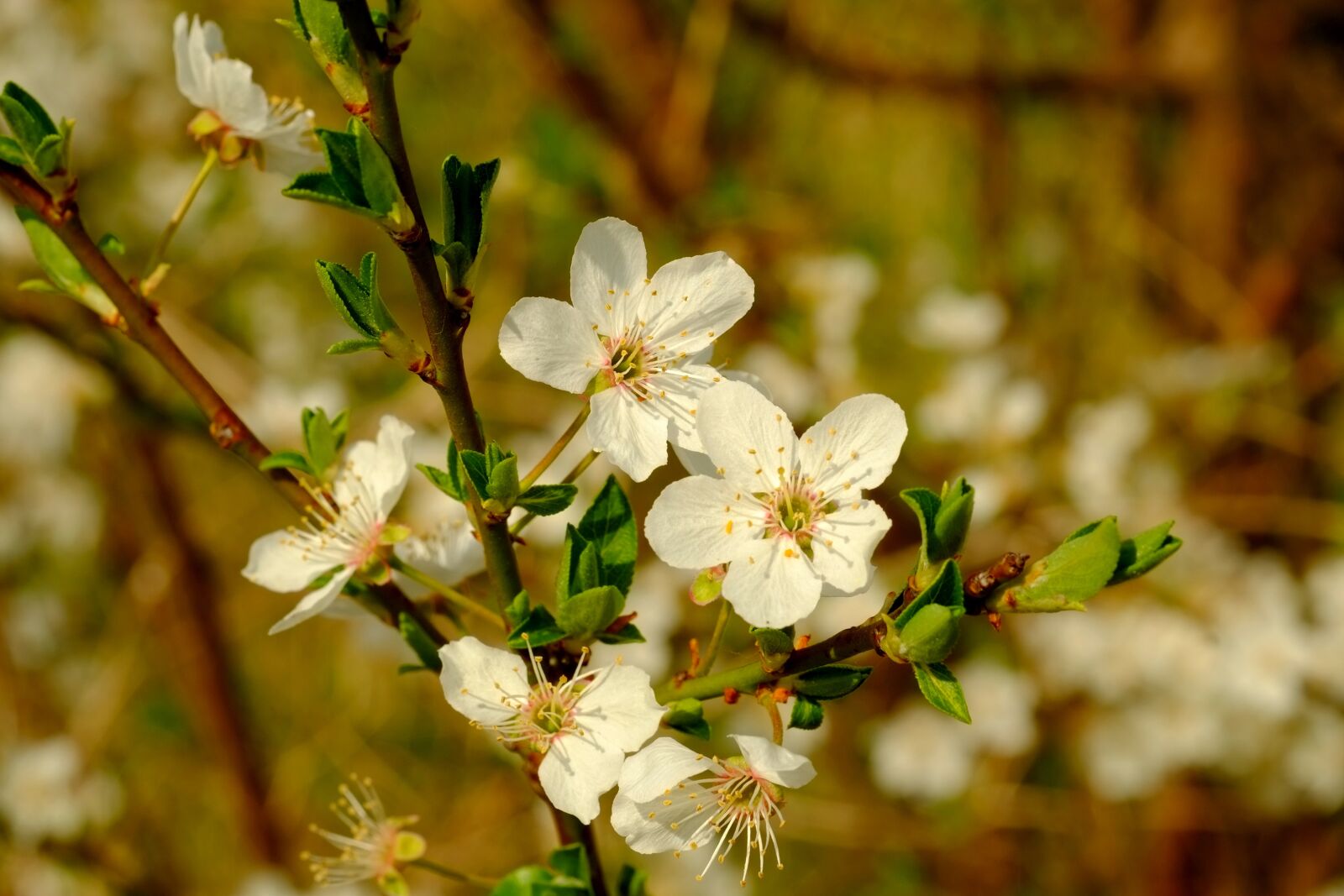 Fujifilm X-E1 sample photo. Blossom, bloom, spring photography