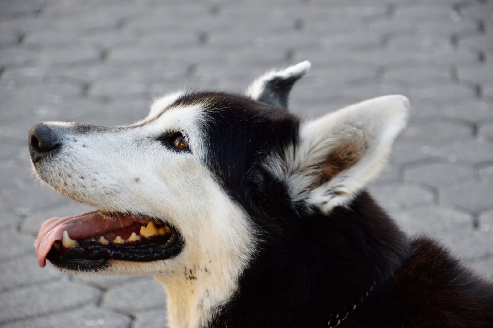 Nikon D3200 sample photo. Husky, dog, animal photography