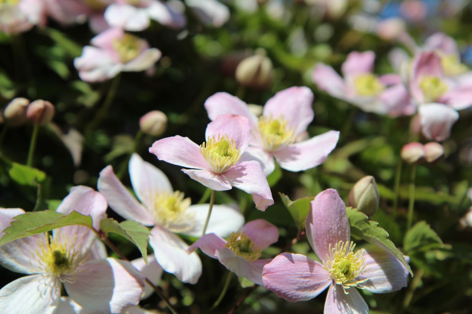 Canon EOS 600D (Rebel EOS T3i / EOS Kiss X5) sample photo. Clematis, clematis montana, clematis photography
