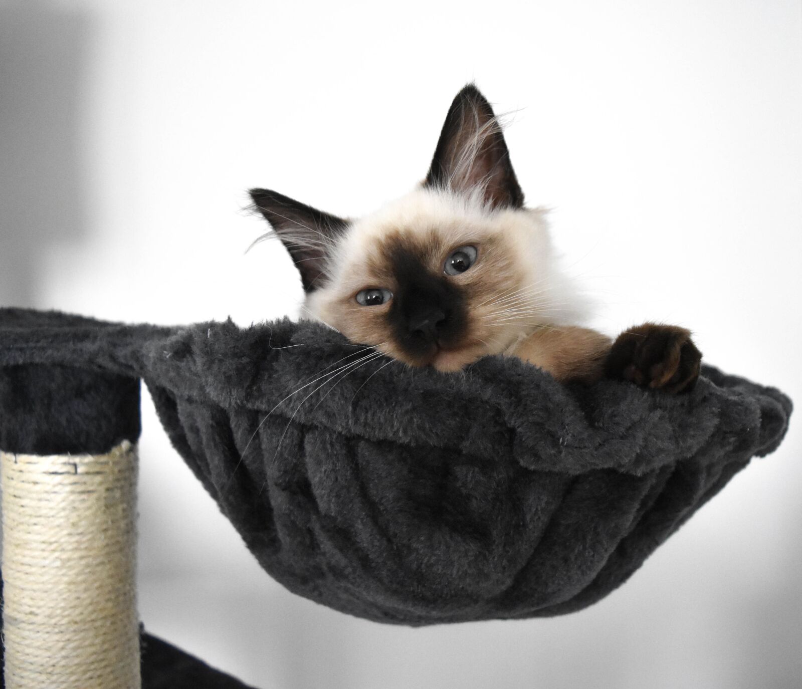 Nikon D7200 sample photo. Charming, cat, mammals photography