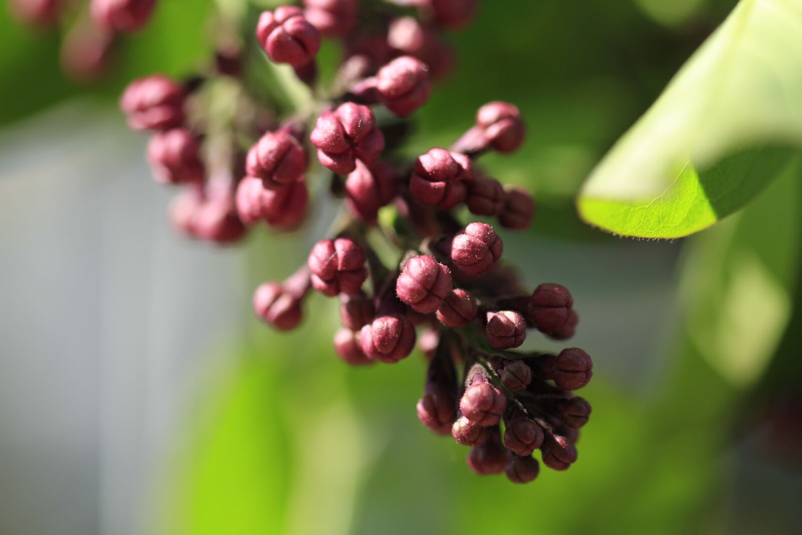 Canon EOS 7D sample photo. Lilac, bud, blossom photography