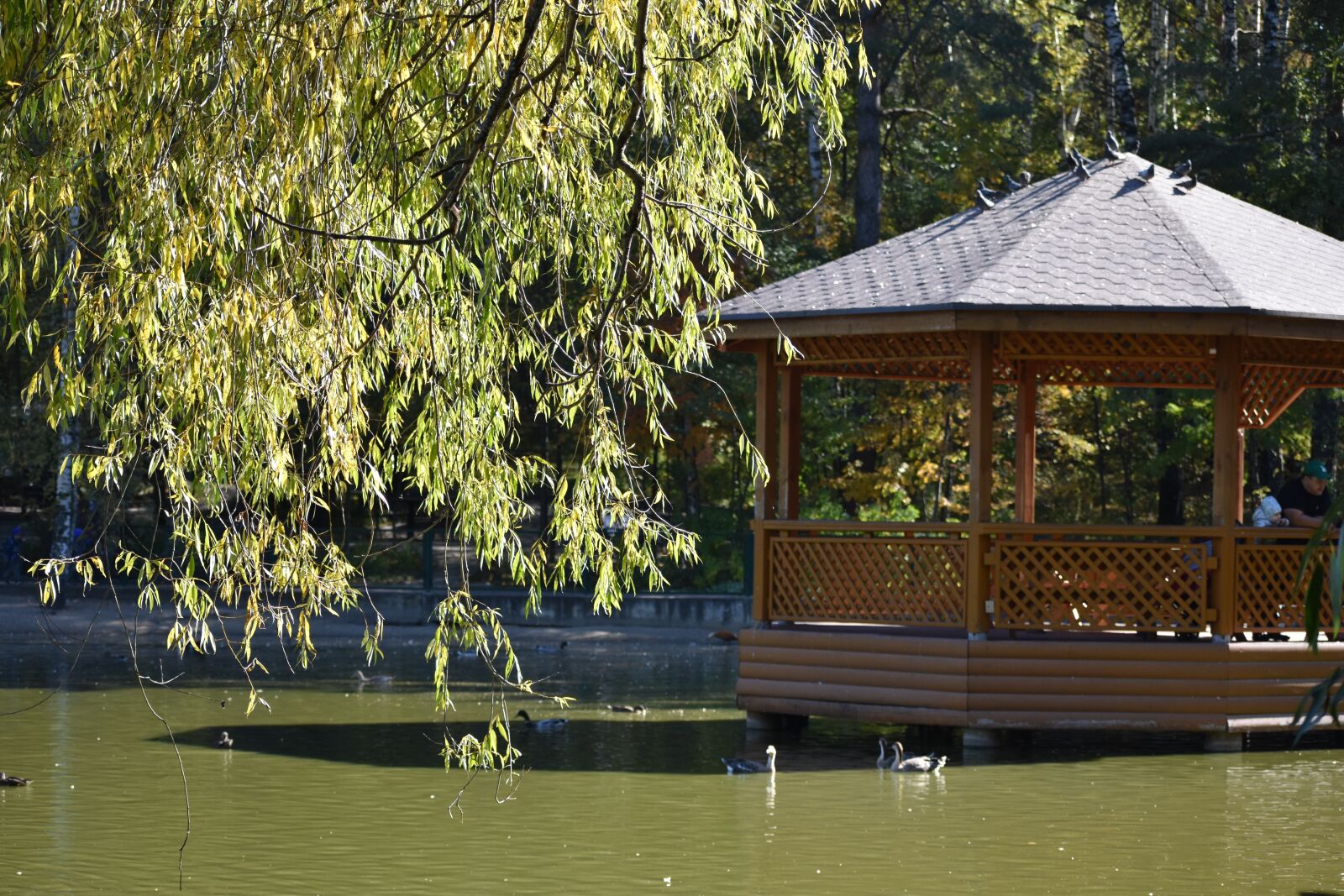 Nikon D3400 sample photo. Lake, gazebo, branch photography