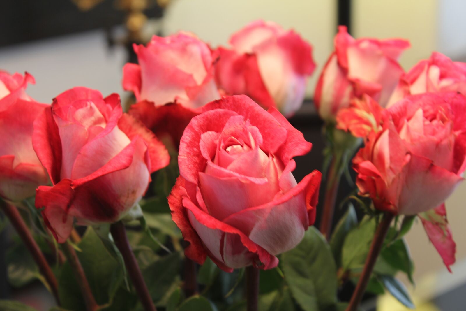 Canon EOS 60D + Canon EF-S 18-55mm F3.5-5.6 IS sample photo. Pink roses, roses, flowers photography