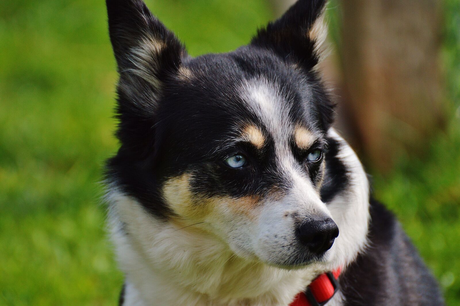 Nikon D3200 sample photo. Husky, dog, animal photography