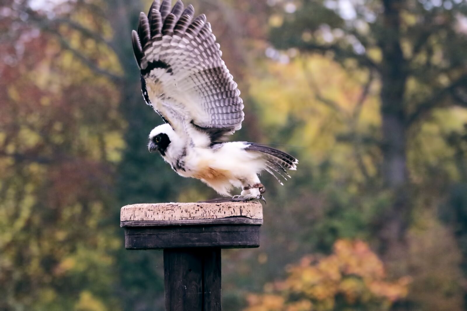 Canon EOS 7D Mark II sample photo. Spectacled owl, owl, bird photography