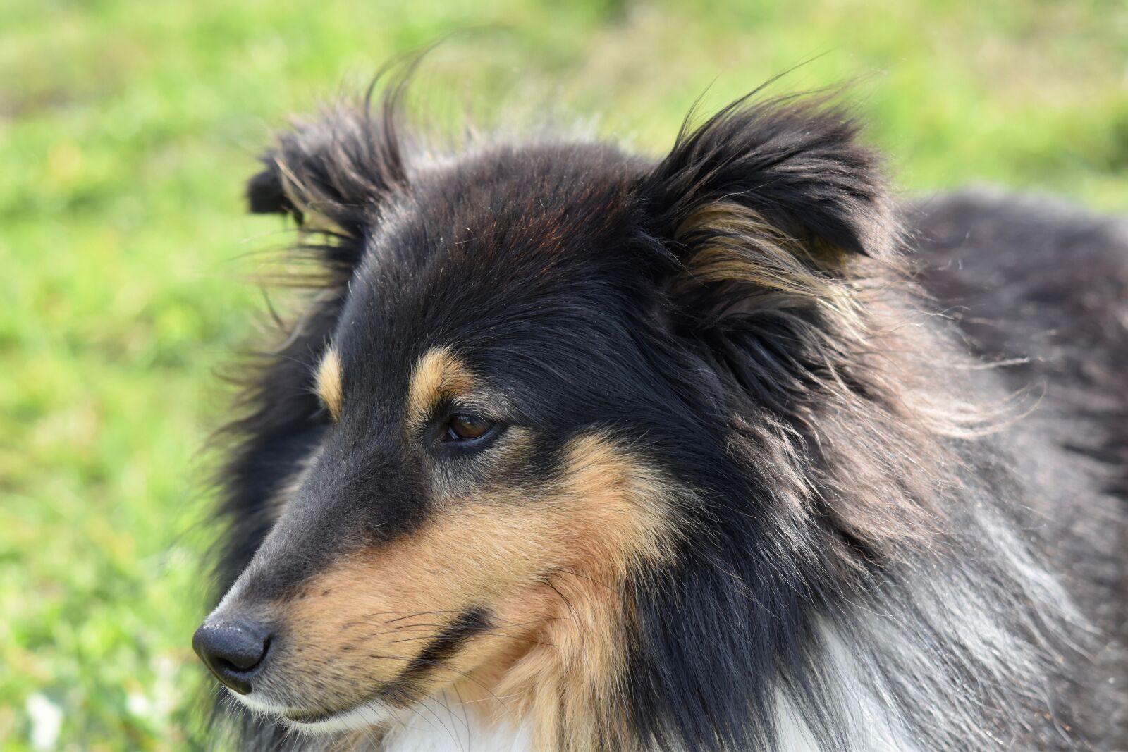 Nikon D5600 sample photo. Dog, dog shetland sheepdog photography
