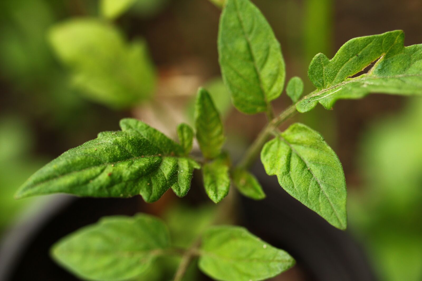 Canon EF-S 35mm F2.8 Macro IS STM sample photo. Plug, plant, cuttling photography
