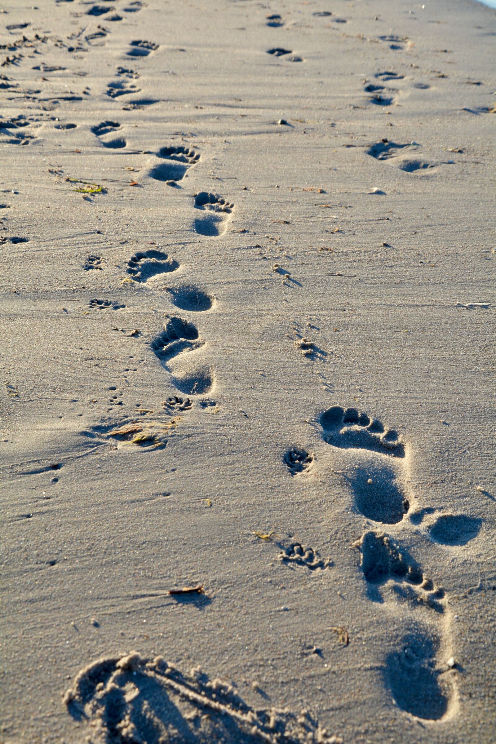 Nikon D5200 sample photo. Traces, sand, away photography