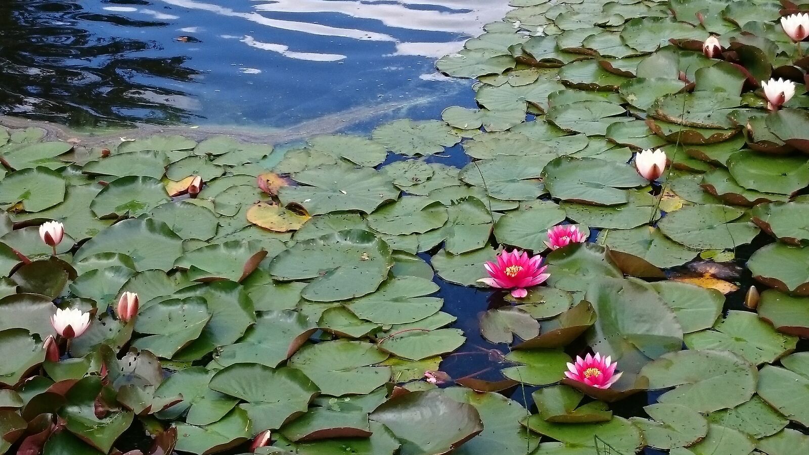 Sony Xperia Z3 sample photo. Water, pond, flowers in photography