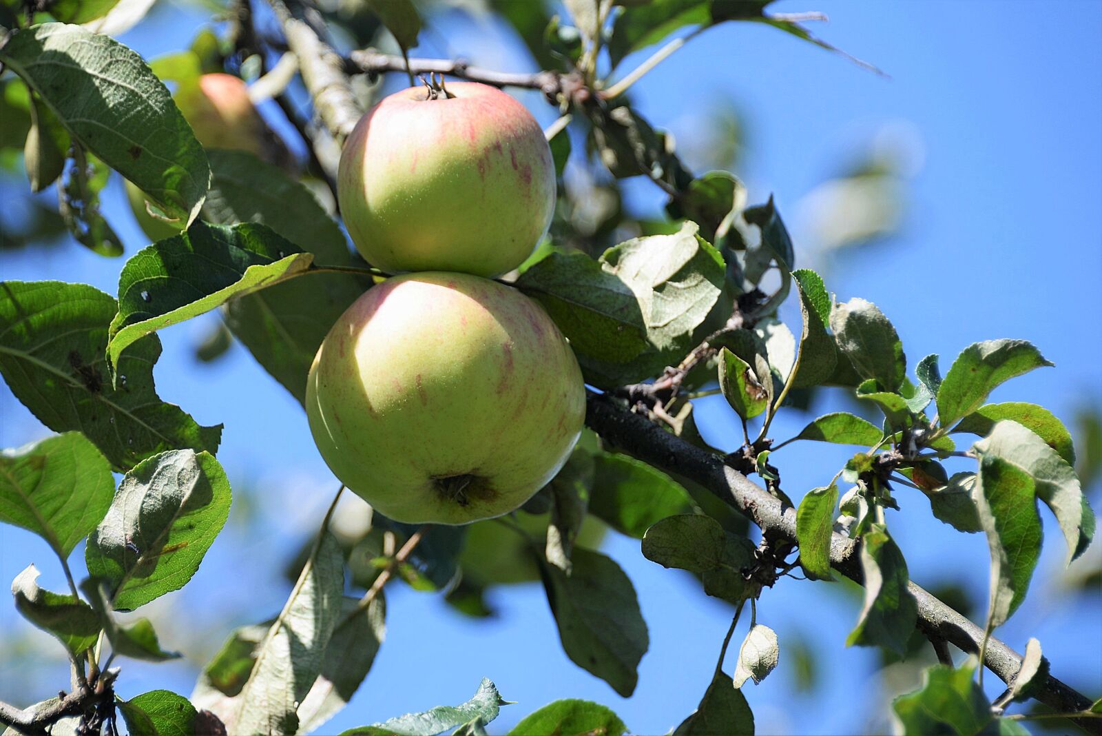 Nikon D610 sample photo. Apple, branch, leaves photography