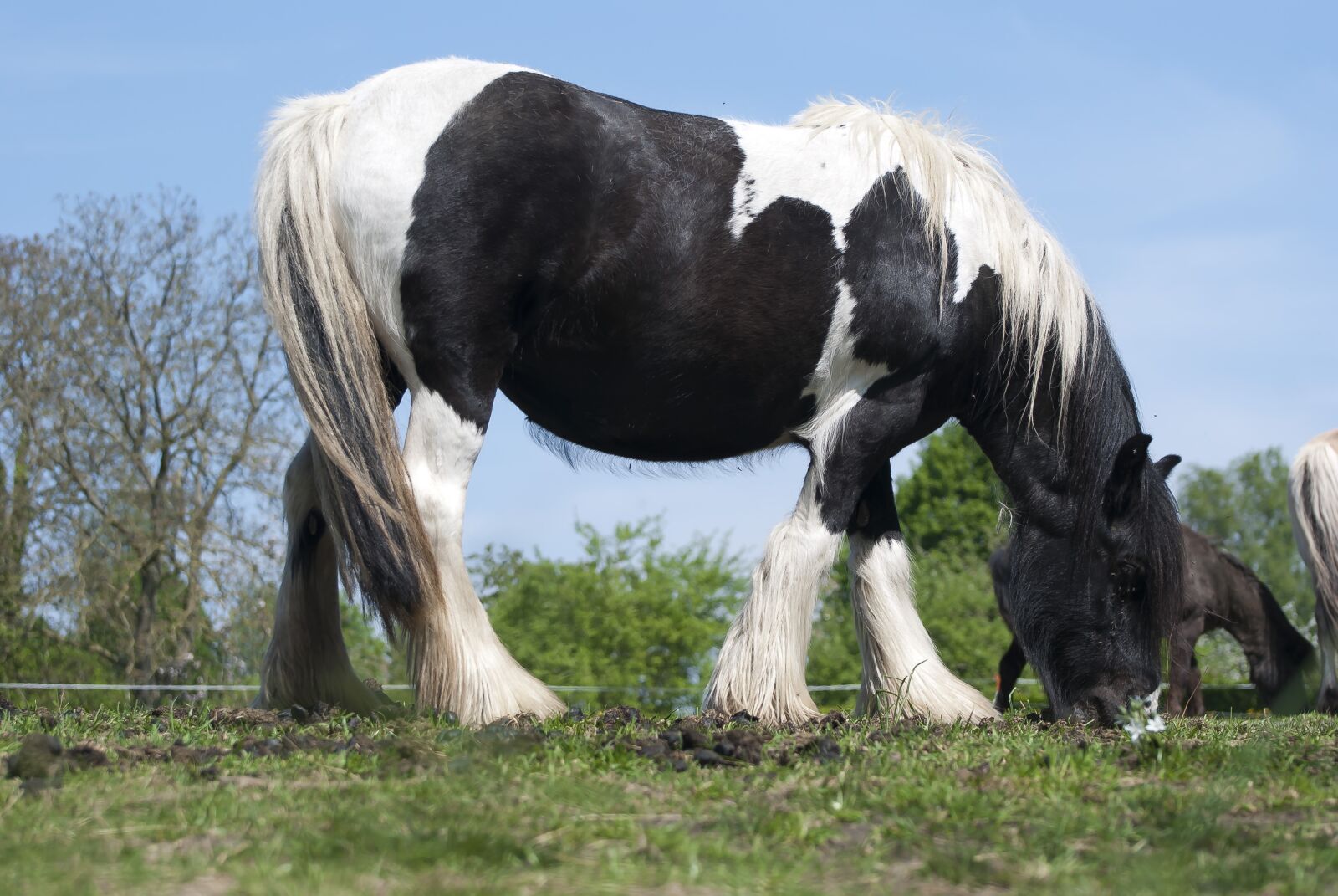 Nikon D80 sample photo. Horse, workhorse, animal photography