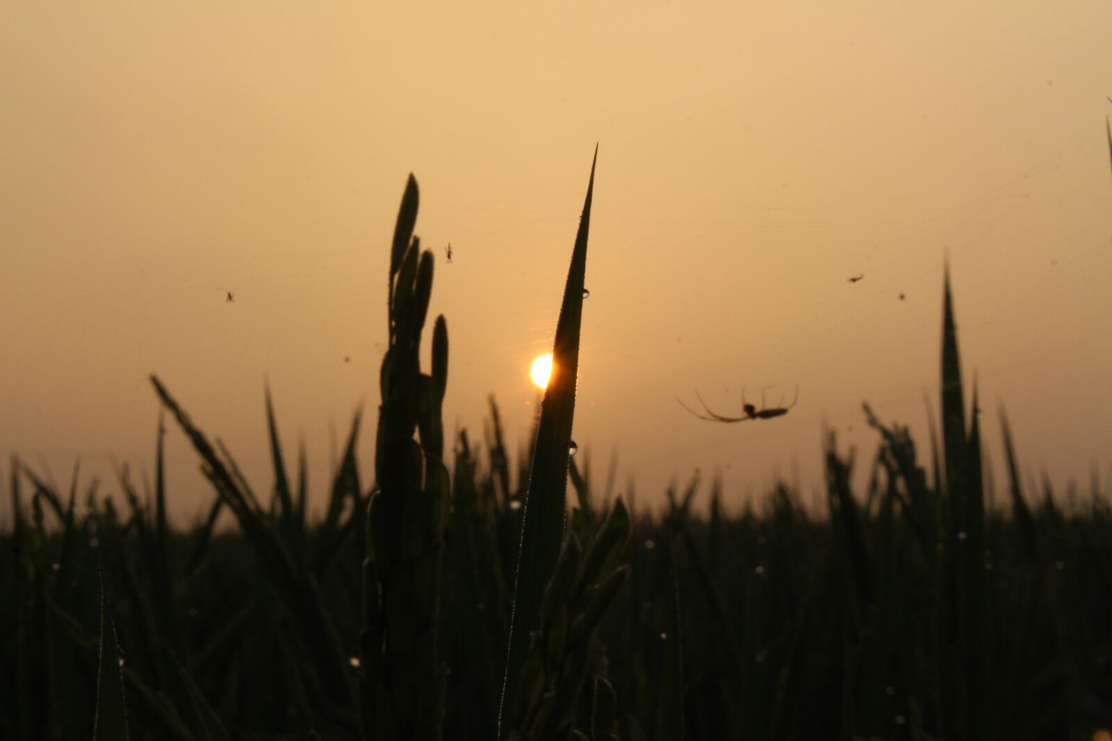 Canon EOS 700D (EOS Rebel T5i / EOS Kiss X7i) sample photo. The sun, dawn, orange photography