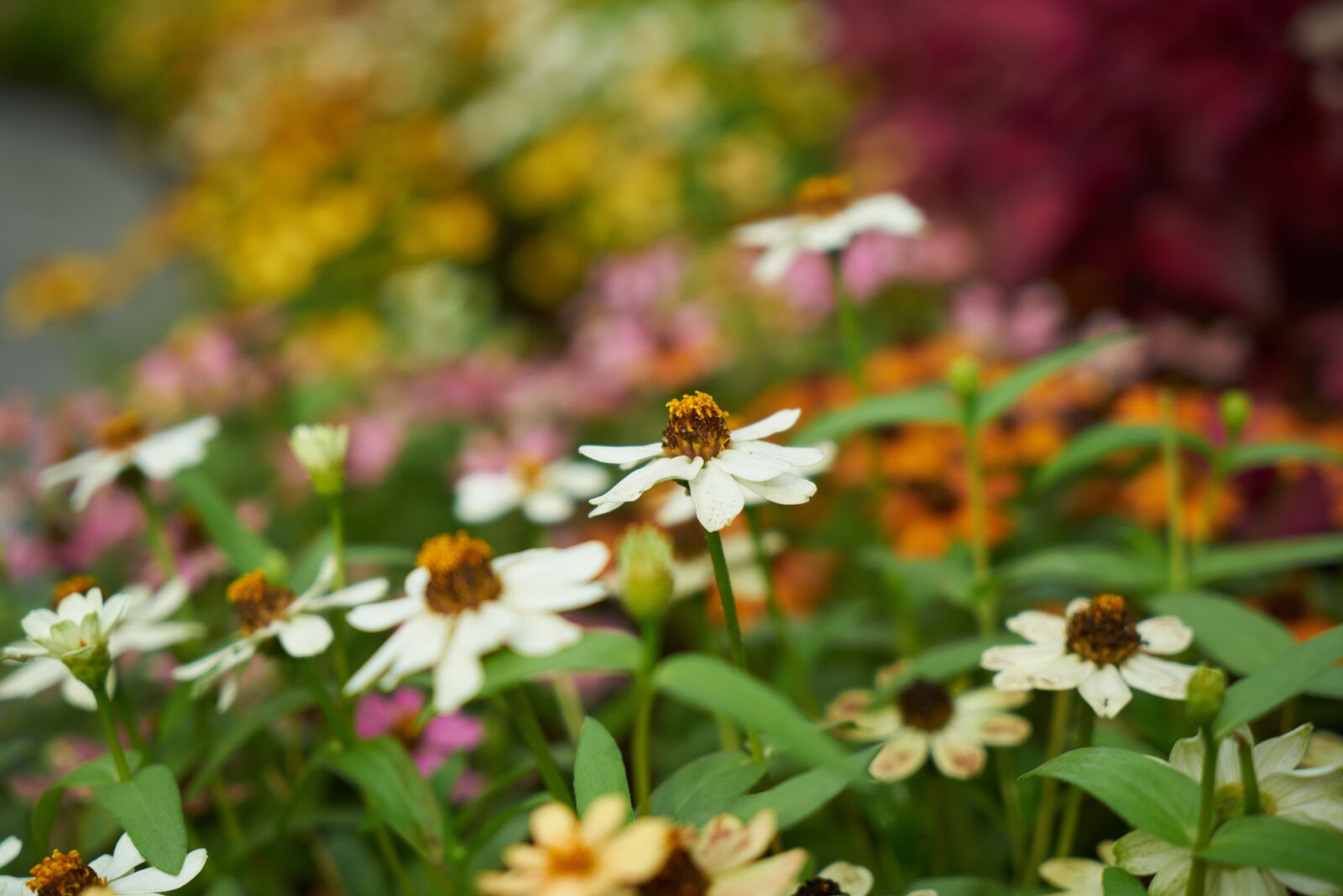 Sony a7R II sample photo. Flower, plant, summer photography