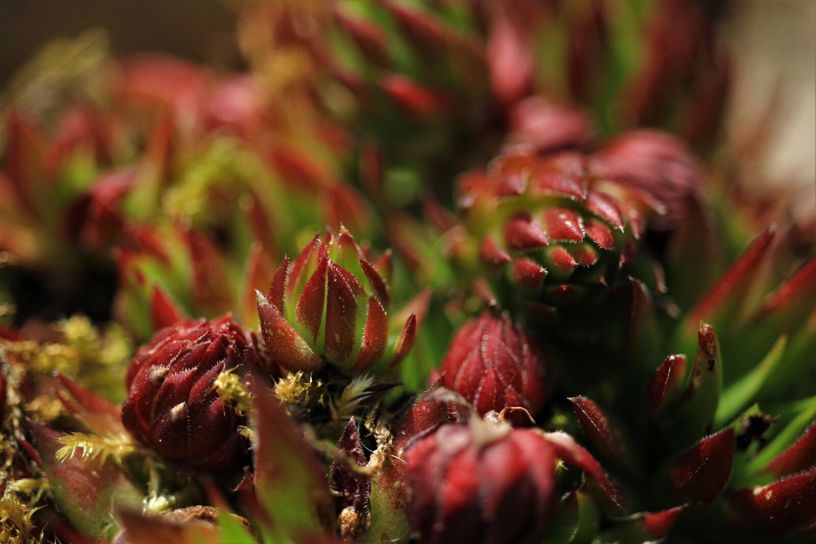 Canon EOS 7D sample photo. Succulents, spring, garden photography