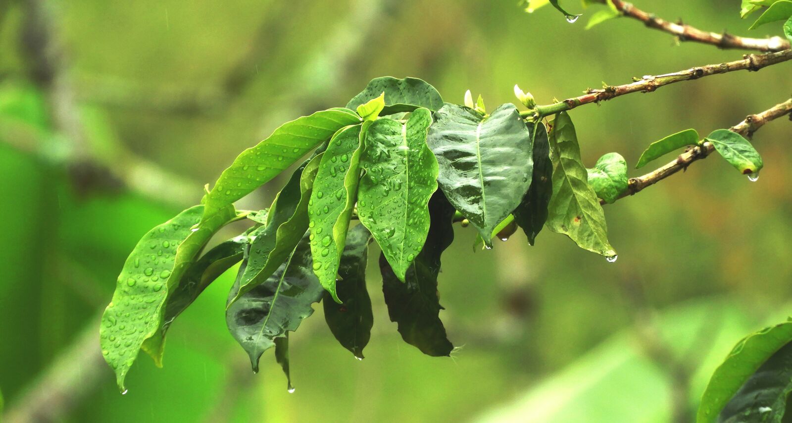 Nikon Coolpix B700 sample photo. Nature, tree, leaves photography