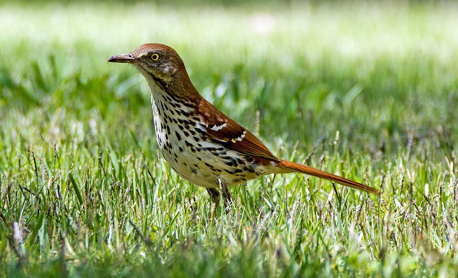 Nikon D610 sample photo. Bird, animal, wildlife photography